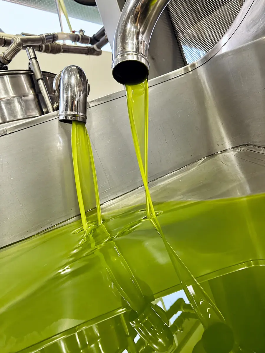 L'olio nuovo, verde, che esce al frantoio