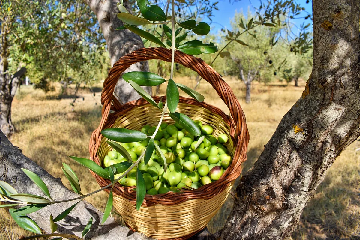 Un cesto di olive verdi appena raccolte, appeso a un ulivo dei nostri uliveti