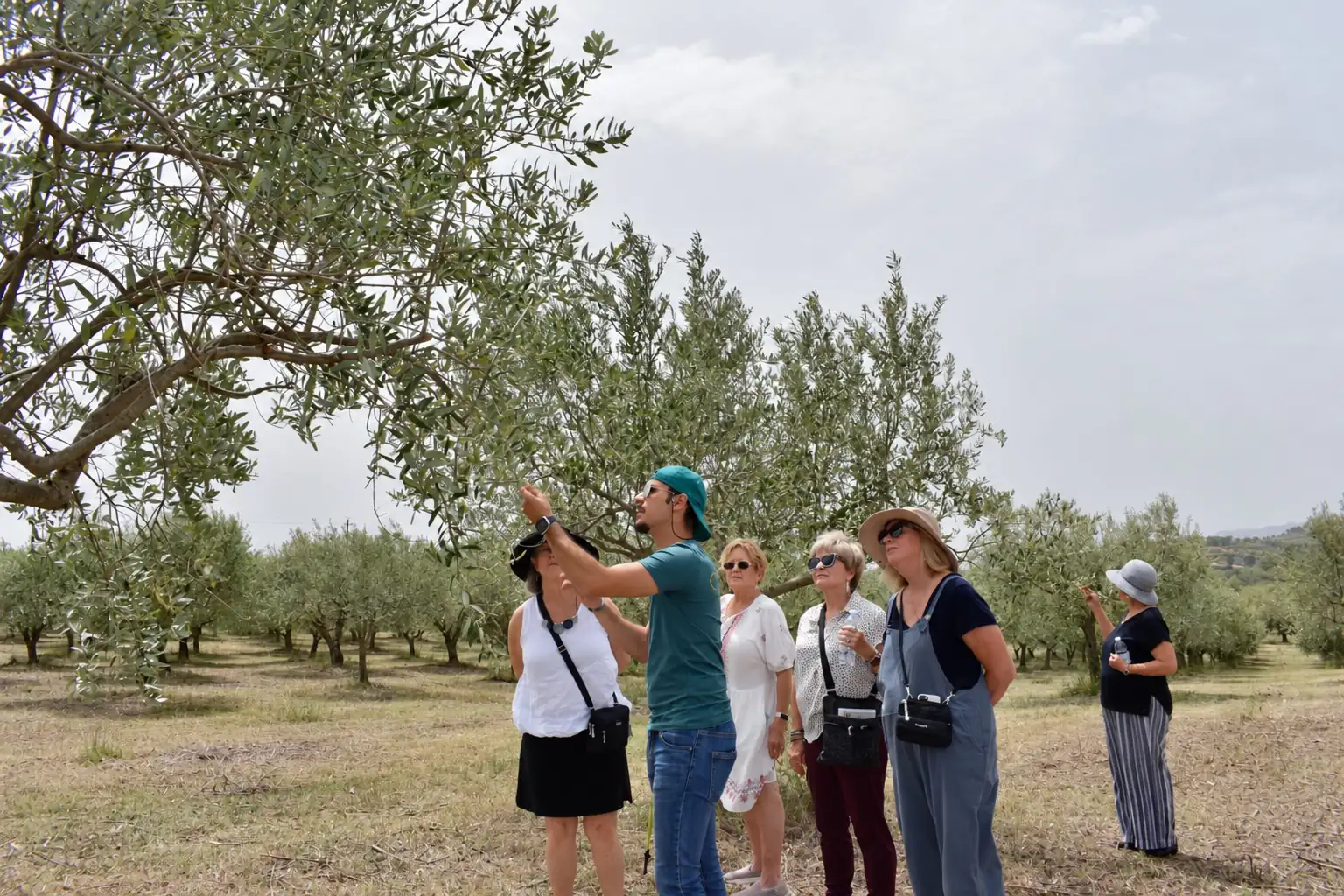 La guida e i visitatori sotto un ulivo, durante una degustazione