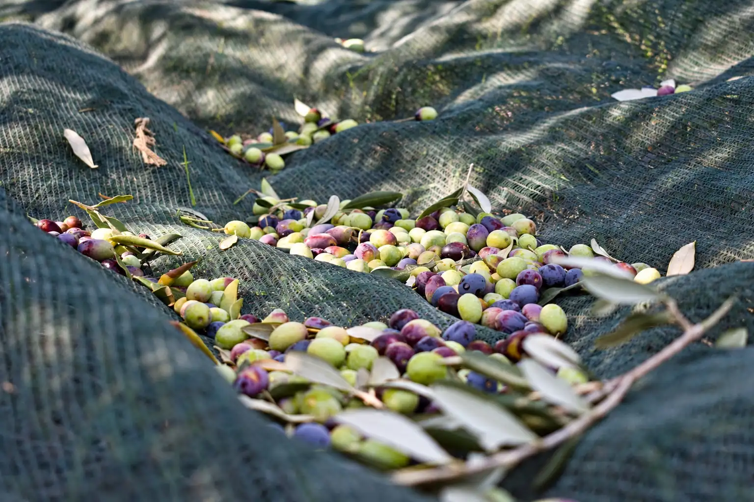 Le olive appena raccolte sui teli, sotto gli ulivi