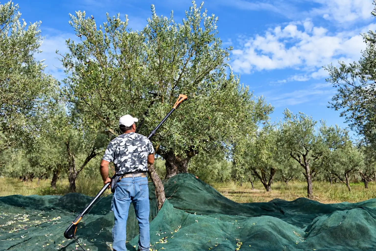 La raccolta delle olive con l'abbacchiatore, tra gli ulivi