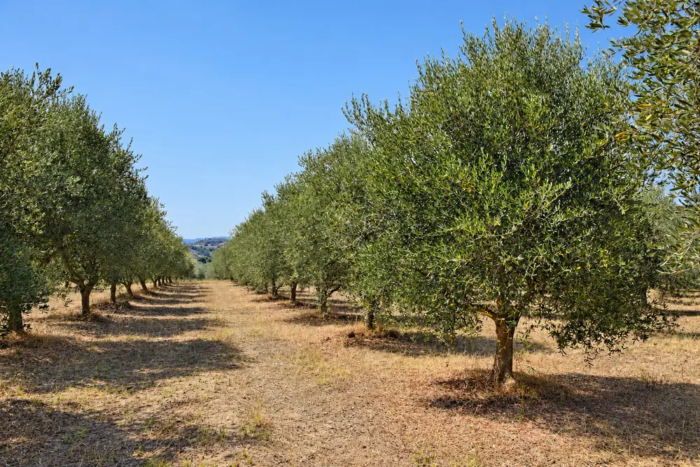 I filari di olivi nei nostri uliveti