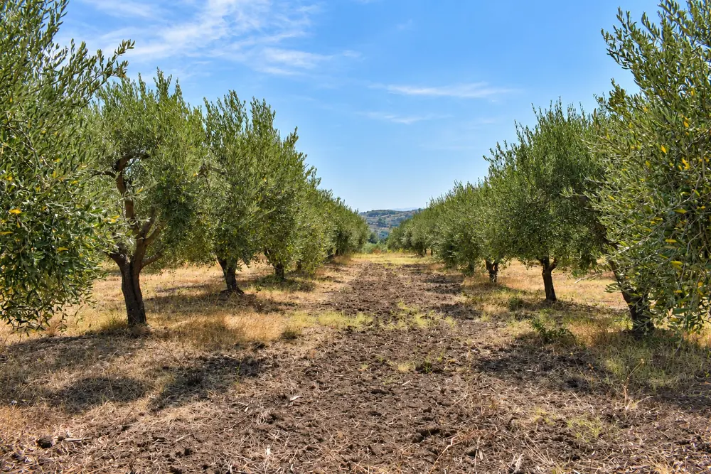 I filari di ulivi a Gallinica