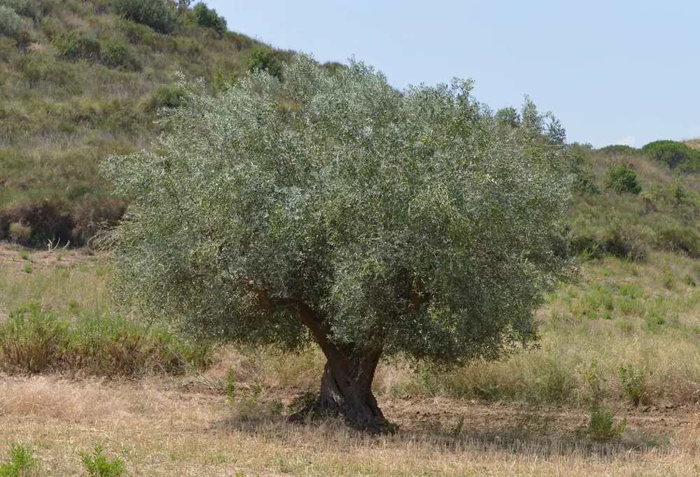 Un ulivo secolare nel campo, a Gallinica