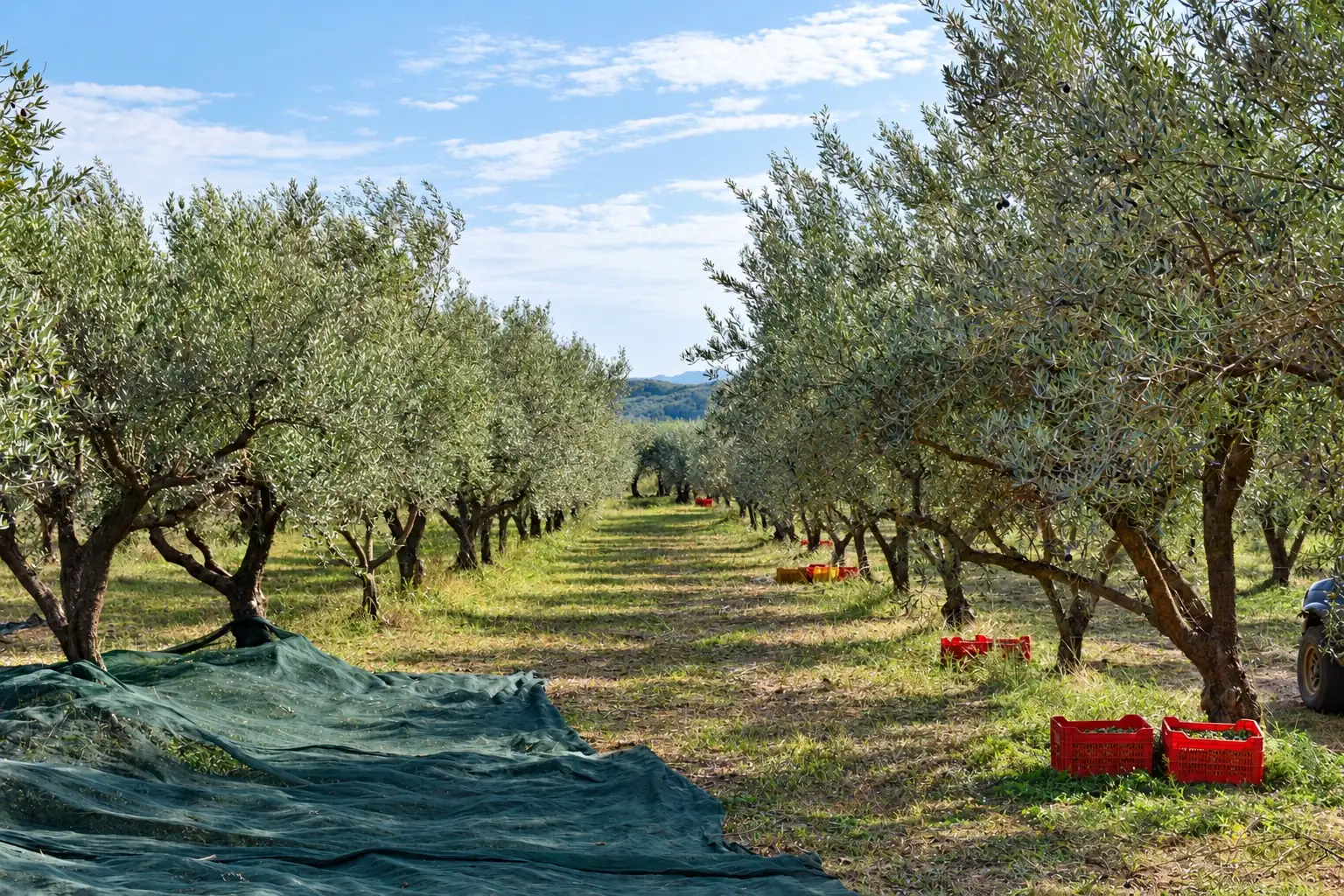 Il viale fra gli ulivi, con le reti e le cassette rosse della raccolta